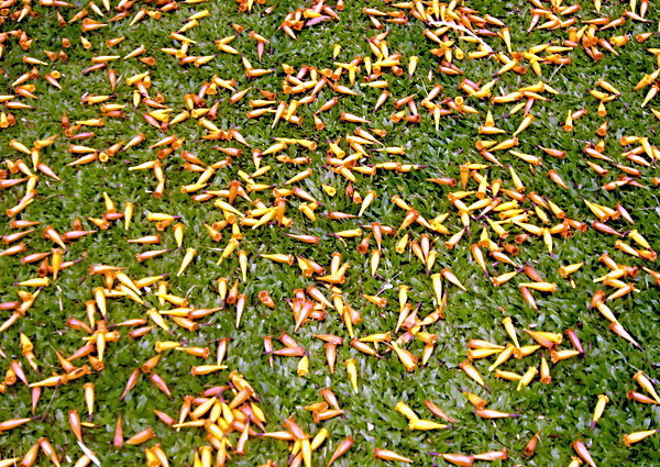 Photo by :: �ٹ�