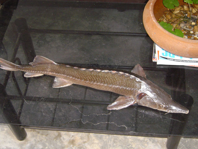 Photo by :: ����������