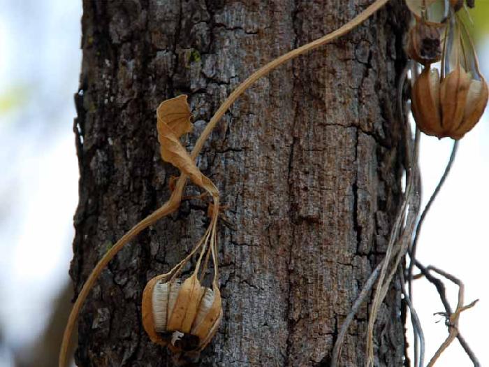 Photo by :: ����ǧ