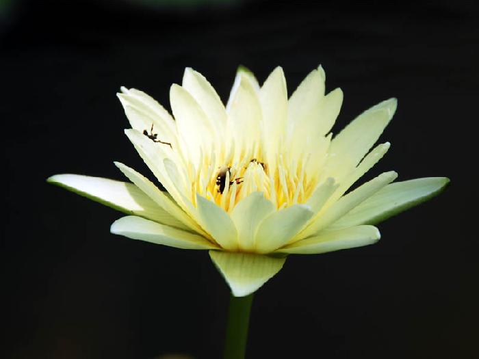 Photo by :: ����ǧ