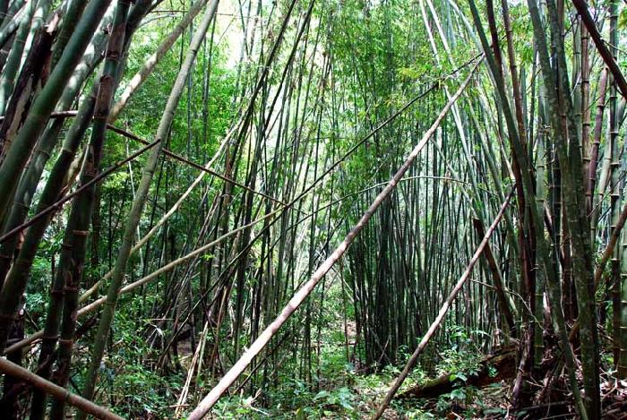 Photo by :: ����ǧ