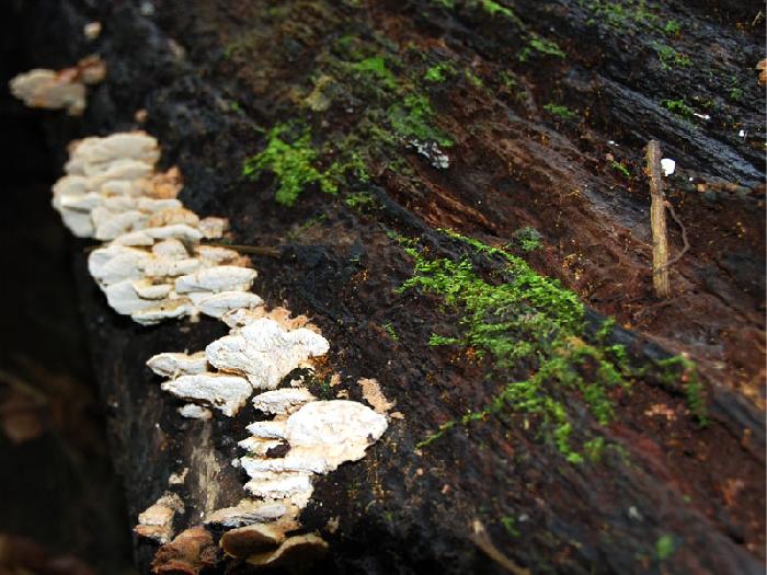 Photo by :: ����ǧ