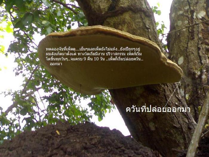 Photo by :: ��������Өѹ