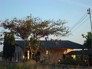 Photo by :: �ѹ��