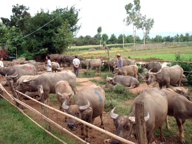 Photo by :: ����ǧ