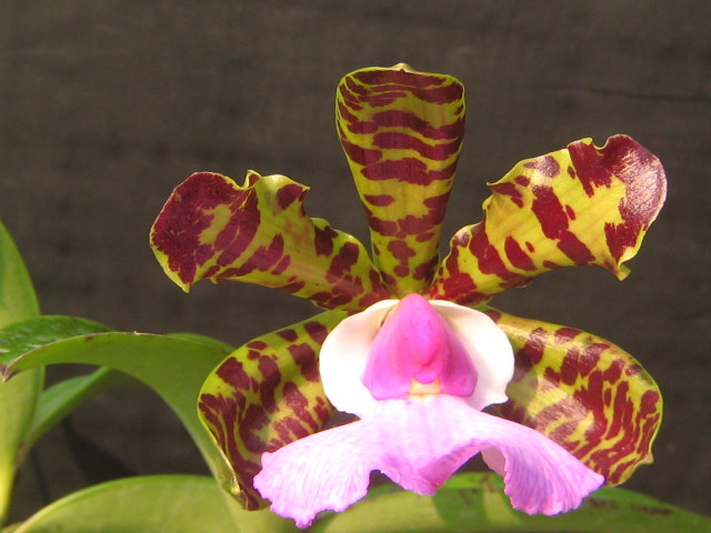 Photo by :: เจียงฮาย