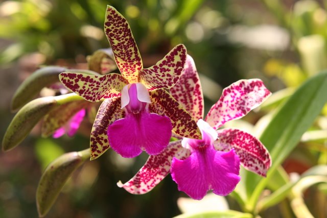 Photo by :: เจียงฮาย