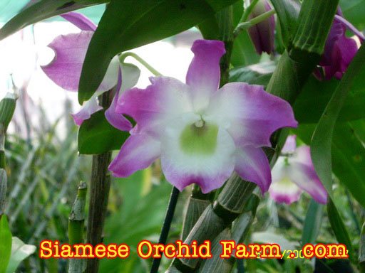 Photo by :: เจียงฮาย