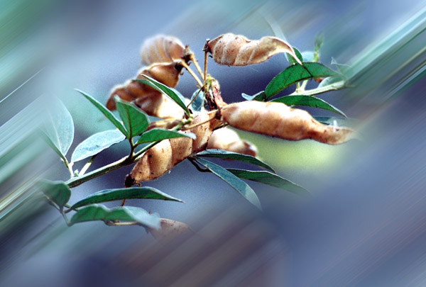 Photo by :: �ӻѹ��