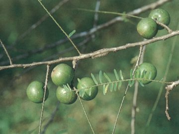 Photo by :: �ӻѹ��