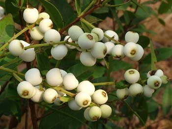 Photo by :: �ӻѹ��