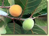 Photo by :: �ӻѹ��