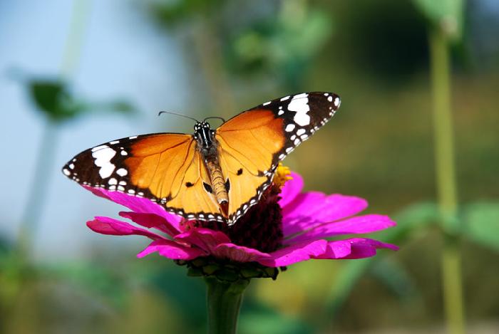 Photo by :: ����ǧ