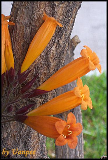 Photo by :: ������ͧ��