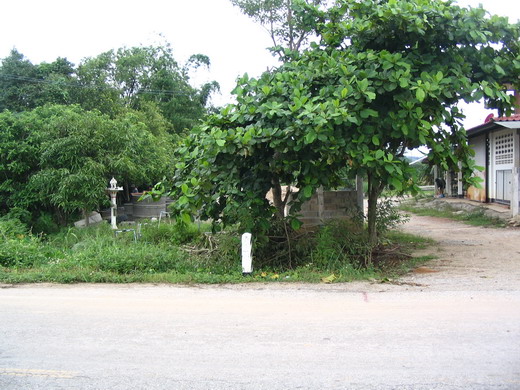 Photo by :: มานิตย์