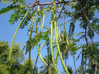 Photo by :: ���ҹ��