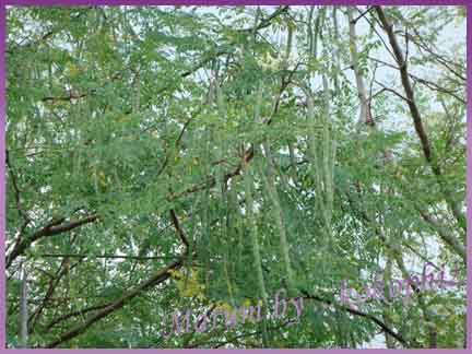 Photo by :: �����