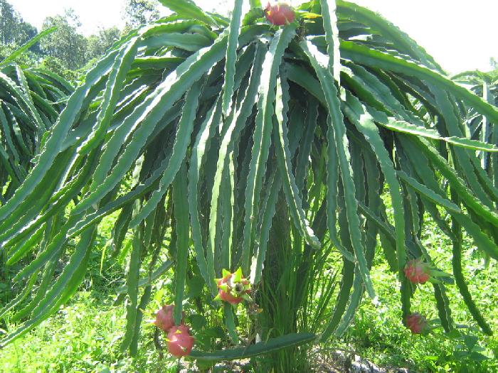 Photo by :: �.˹�