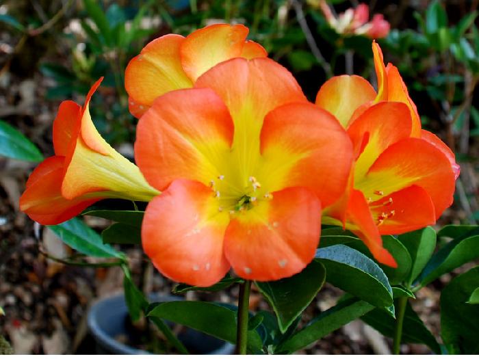 Photo by :: ����ǧ