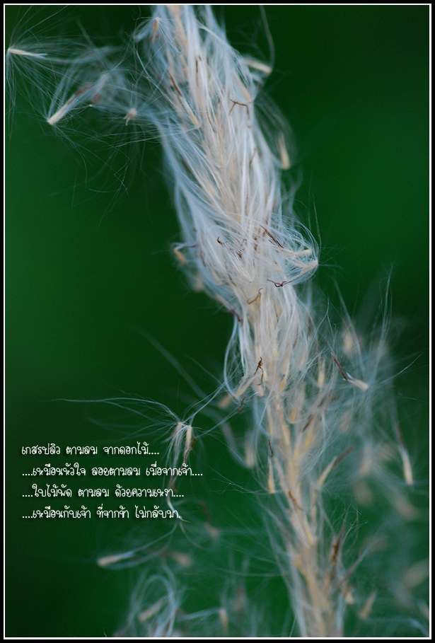 Photo by :: �͹���