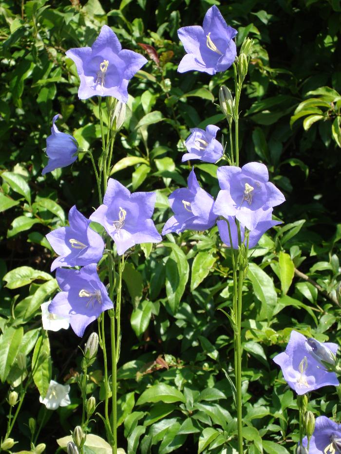 Photo by :: �� �����ٻ������