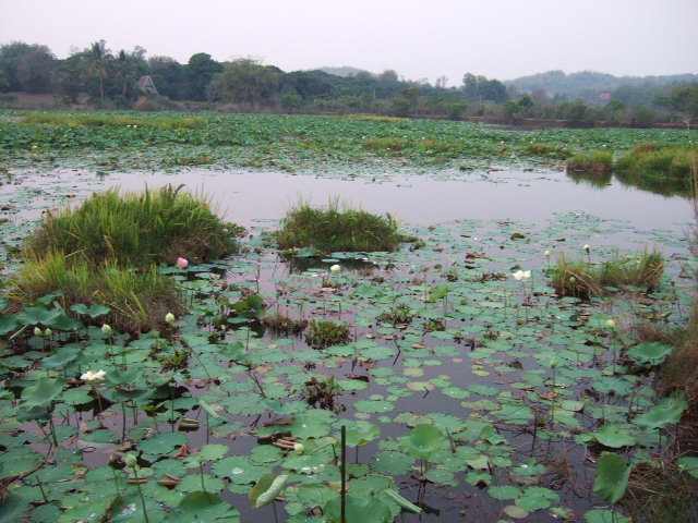 Photo by :: �.���ͧ