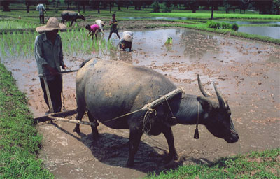 Photo by :: General Man