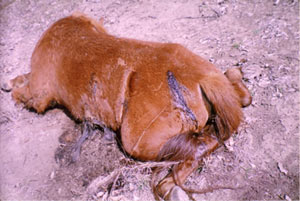 Photo by :: �ѹ��