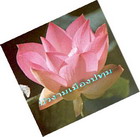 Photo by :: �ѹ��