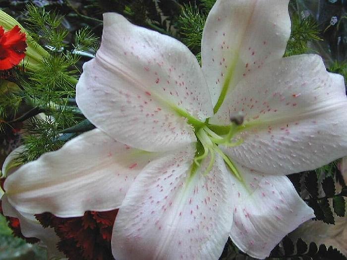 Photo by :: ����