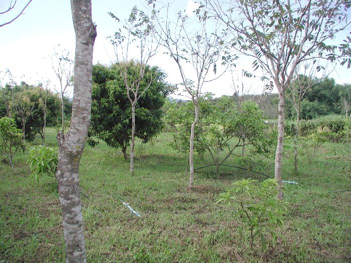 Photo by :: อ.สายหยุด สุขยิ่ง