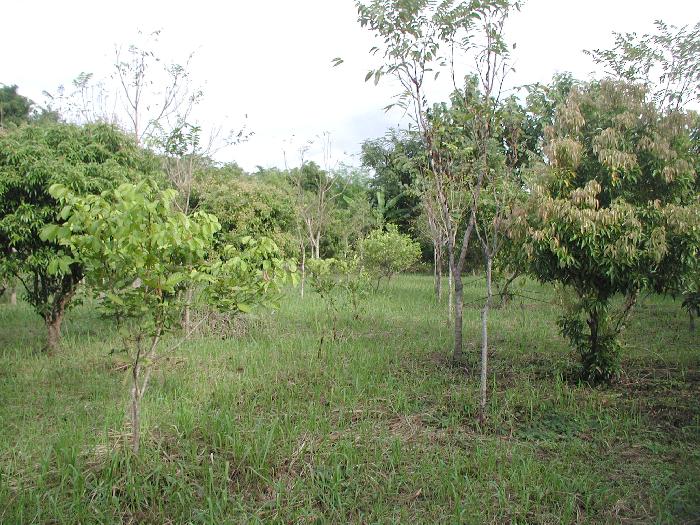 Photo by :: อ.สายหยุด สุขยิ่ง