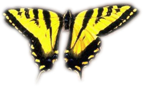 Photo by :: ������