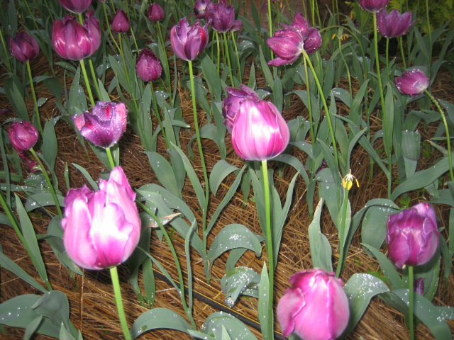 Photo by :: �س��ا