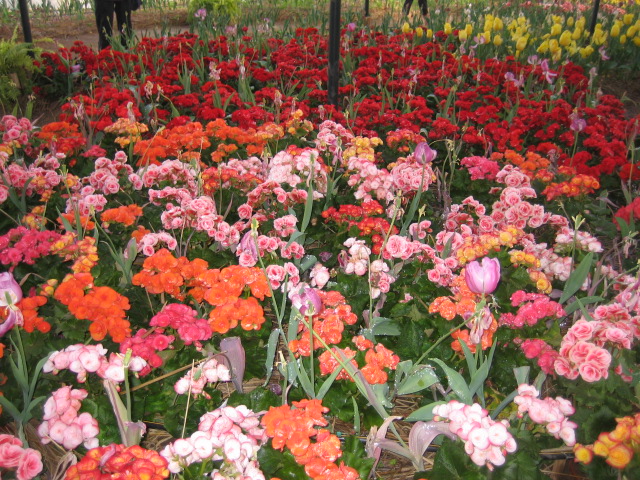 Photo by :: �س��ا