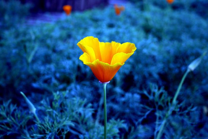 Photo by :: ����ǧ