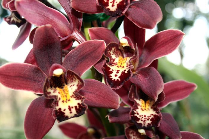 Photo by :: ����ǧ