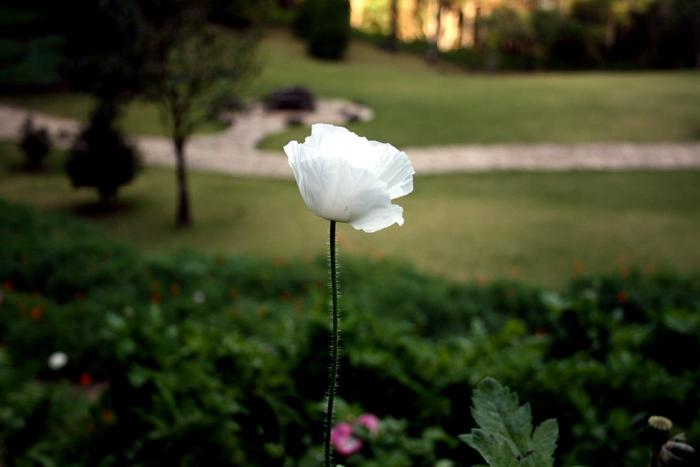 Photo by :: ����ǧ