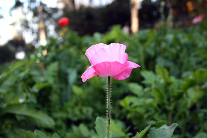 Photo by :: ����ǧ