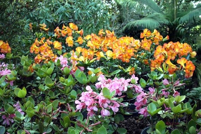 Photo by :: ����ǧ