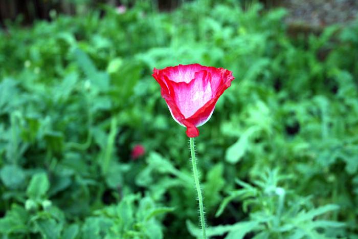 Photo by :: ����ǧ