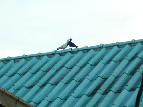 Photo by :: ��Ӻ����§���