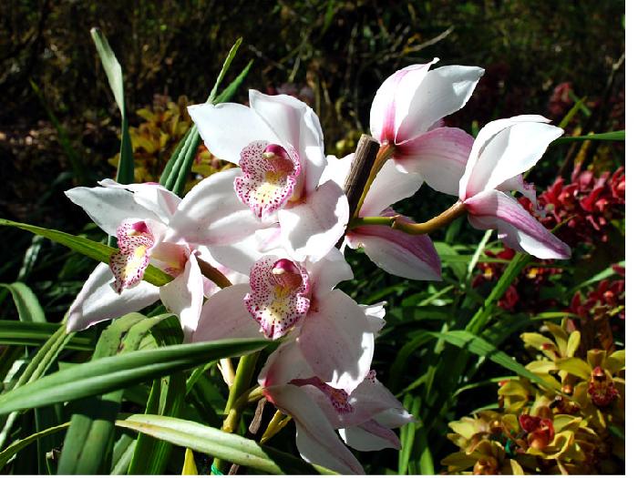 Photo by :: ����ǧ