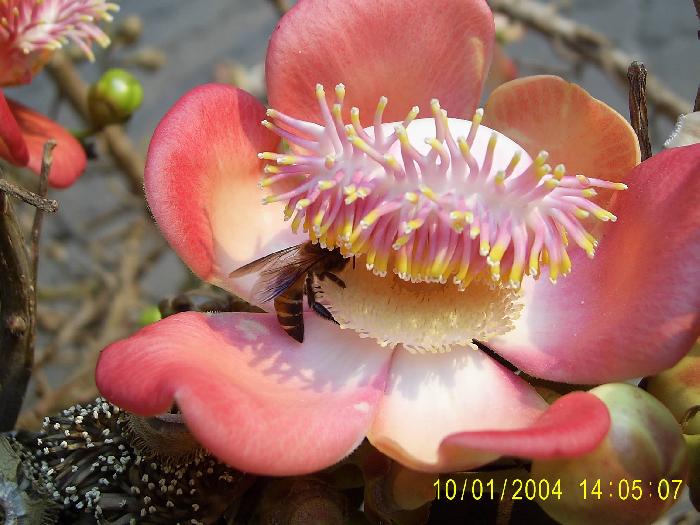 Photo by :: �ѷþ�