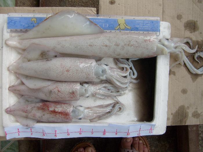 Photo by :: ��������÷���