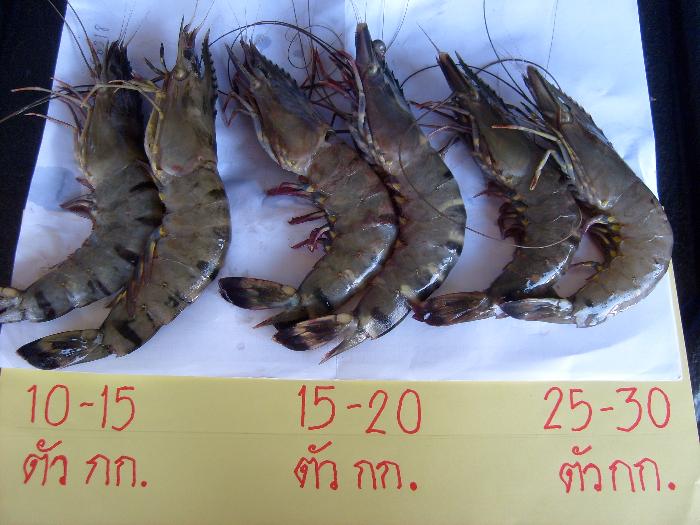 Photo by :: ��������÷���