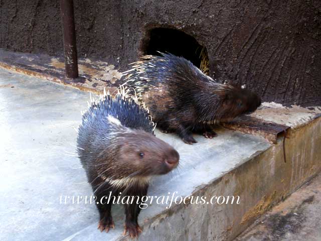 Photo by :: àªÕ§ÃÒÂâ¿¡ÑÊ