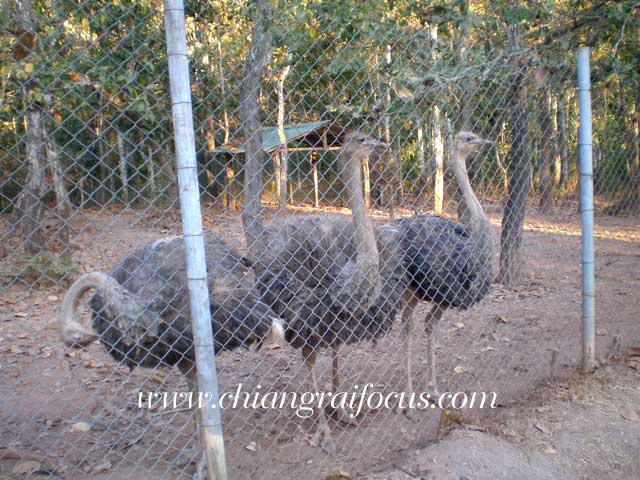 Photo by :: àªÕ§ÃÒÂâ¿¡ÑÊ