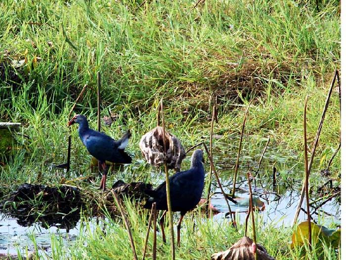 Photo by :: ����ǧ