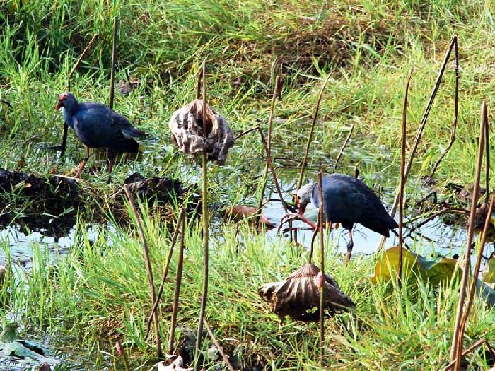 Photo by :: ����ǧ